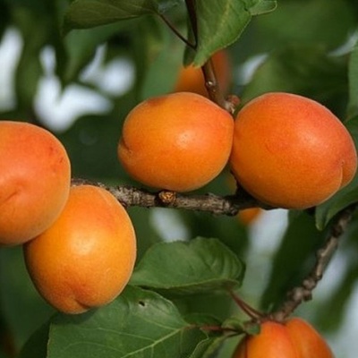 Marhuľa Harlayne prunus armeniaca