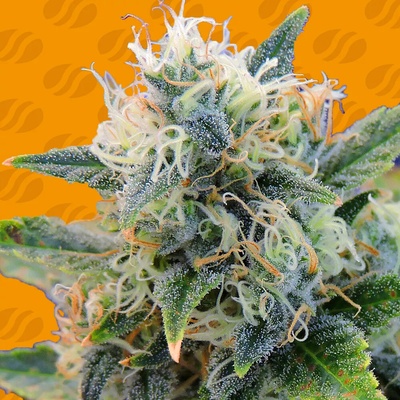 Original Sensible Seeds Girl Scout Cookies semienka neobsahujú THC 25 ks