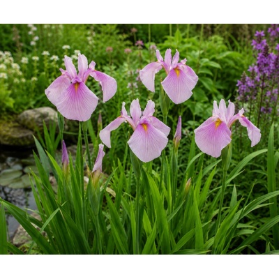 Kosatec 'Rose queen ensata' 1 ks