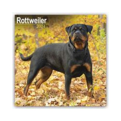 Rottweiler Rottweiler 16-Monats 2024