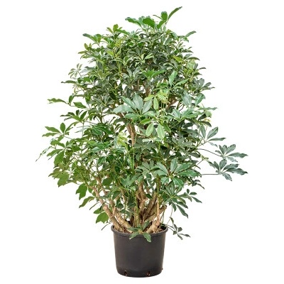 Schefflera arboricola compacta braided 28/24 výška 135 cm