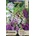 Opal Zi Дигиталис Микс Digitalis purpurea