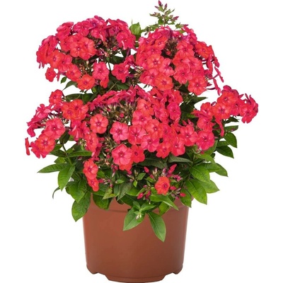 Phlox paniculata FLAME WATERMELON - plamenka, flox