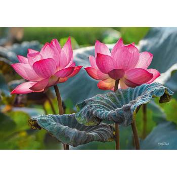 Cherry Pazzi - Puzzle Pink Lotus Flowers - 500 piese