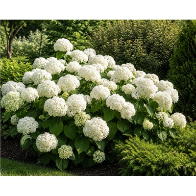 Hortenzia stromčekovitá Grandiflora, výška 20-40 cm , kvetináč 2 l