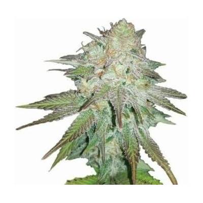Nirvana Raspberry Cough AUTO semena neobsahují THC 5 ks