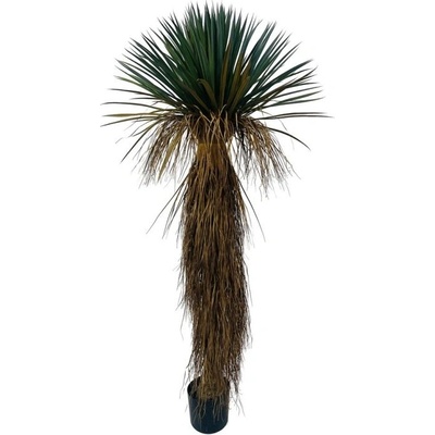 Bizzotto Yucca rostrata РАСТЕНИЕ С ВАЗА h180 (0173145)