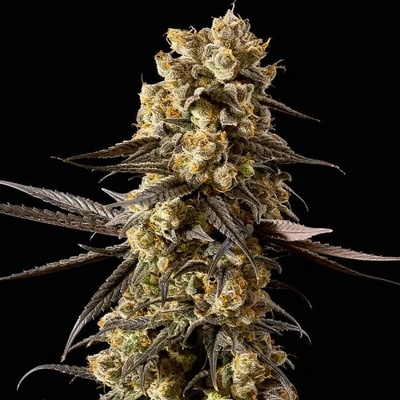 Seedsman Banana Biscotti F1 semienka neobsahujú THC 10 ks