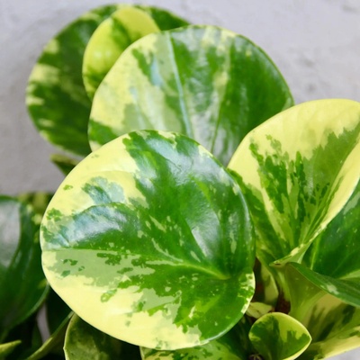 Peperomia Obtusifolia Green Gold