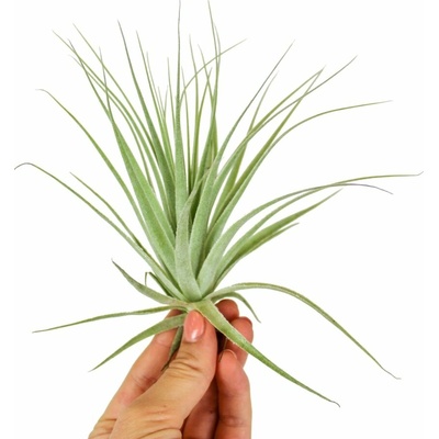 Tillandsia gardneri