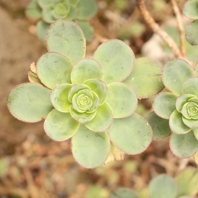 Růžicovka - Aeonium spathulatum - semena - 8 ks