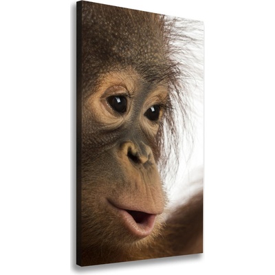 Vertikálny foto obraz na plátne Mladý orangutan 50x100 cm