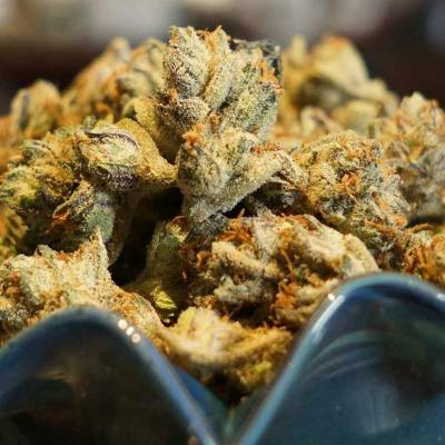 Soma Seeds Somalicious semena neobsahují THC 3 ks