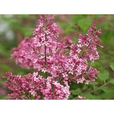 Orgován Pink Perfume na 60 cm kmienku, výška 90-110 cm, kvetináč 19 cm