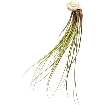Gardners Šnek s Tillandsií Juncea Tillandsie, kykatka