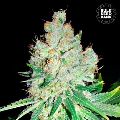Bulk Seed Bank Cheese semienka neobsahujú THC 100 ks