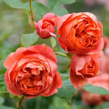 David Austin® Роза Summer Song®- David Austin®