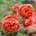 David Austin® Роза Summer Song®- David Austin®