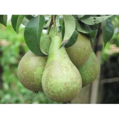 Hruška obyčajná (Pyrus communis) ´KONFERENCIA´ - jesenná, výška 120-150 cm, voľnokorenná