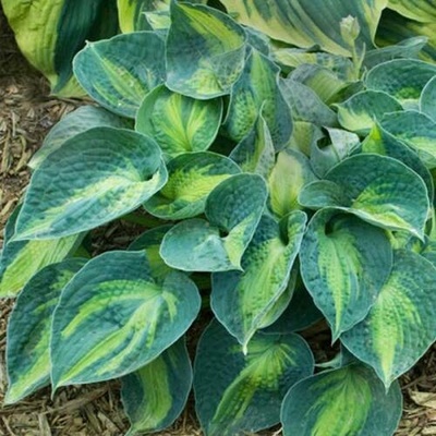 Hosta BLUE CIRCLE - bohyška, funkie