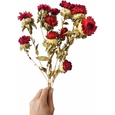 Helichrysum, slaměnka červená