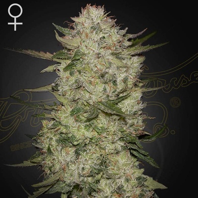 GREEN HOUSE SEEDS HighCloudZ AUTO semena neobsahují THC 3 ks