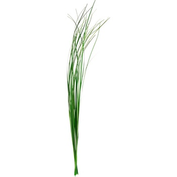 Ginerium