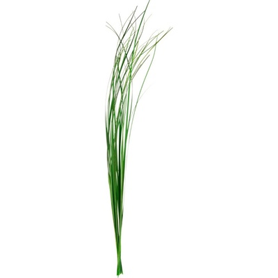 Ginerium