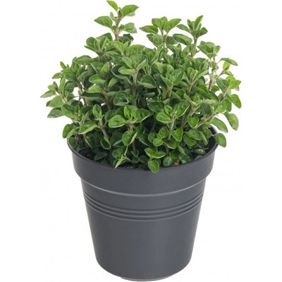Oregano neboli Dobromysl, Origanum vulgare, v květináči