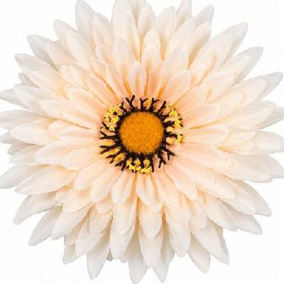 Umelá gerbera broskyňová 15 cm