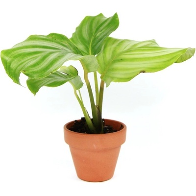 Gardners Calathea Orbifolia, průměr 6 cm Kalatea