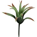 Lucky Reptile Tillandsia 17 cm