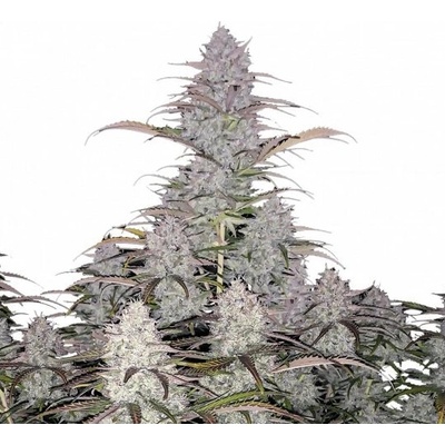 Fastbuds Green Crack Auto semienka neobsahujú THC 100 ks