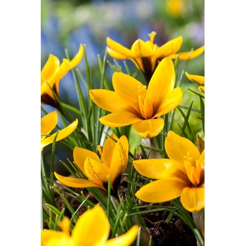 Krokus 'Korolkowii' 10 ks