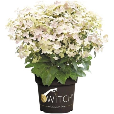Hortenzie latnatá FloraSelf Hydranga paniculata 'Switch Ophelia' výška 30-50 cm květináč 3 l