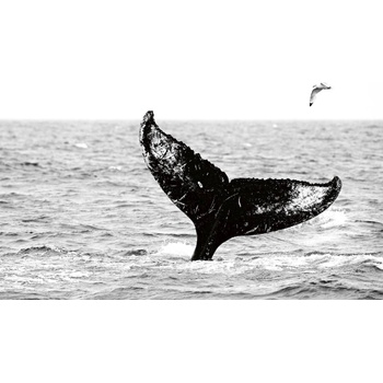 DIMEX ART s. r. o Флизелинов фототапет кит в морето 375 x 250 см