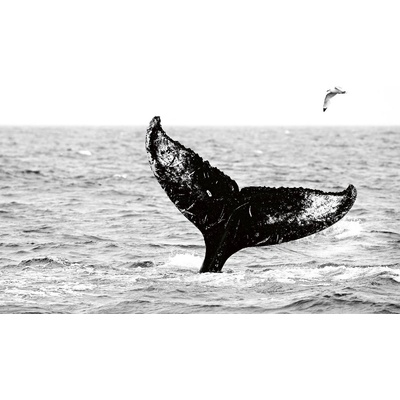 DIMEX ART Флизелинов фототапет кит в морето 375 x 250 см