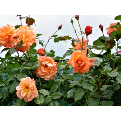 Ruža popínavá Orange Climber, výška 50-60 cm, kvetináč 17 cm