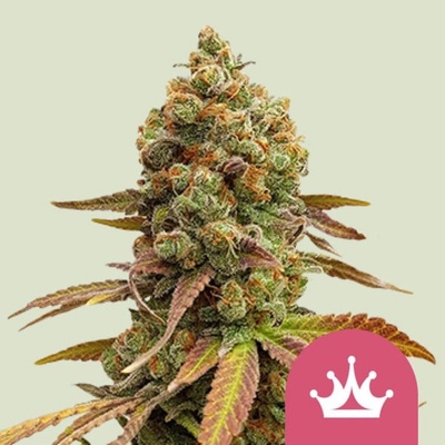 Royal Queen Seeds Special Queen #1 semena neobsahují THC 5 ks