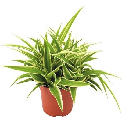 Zelenec FloraSelf Chlorophytum comosum 'Ocean' 20 cm květináč Ø 10,5 cm