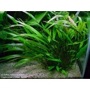 Cryptocoryne willisii