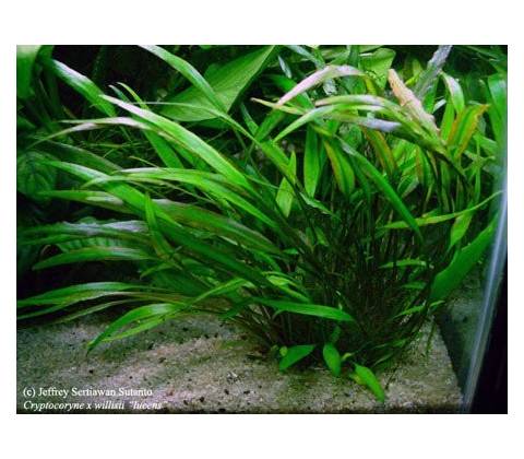 Cryptocoryne willisii