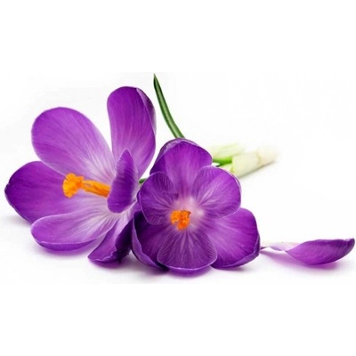 DIMEX ART Флизелинов фототапет минзухар 375 x 250 см