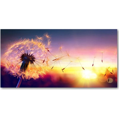 Foto obraz fotografie na skle púpava 100x50 cm