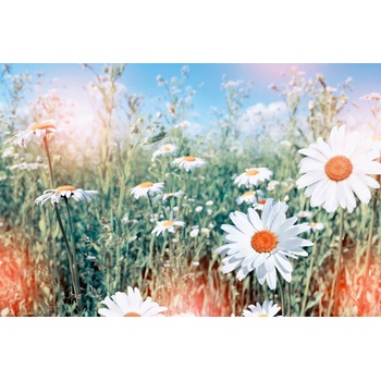 DIMEX ART Флизелинов фототапет маргаритки 375 x 250 см