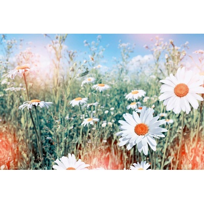 DIMEX ART Флизелинов фототапет маргаритки 375 x 250 см