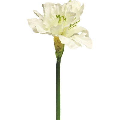 Hvězdník - Amaryllis / Hippeastrum Aline krémový / bilý 63cm