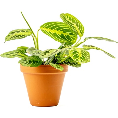 Gardners Marantha leuconeura Lemon Lime Green, průměr 12 cm Maranta, modlivka