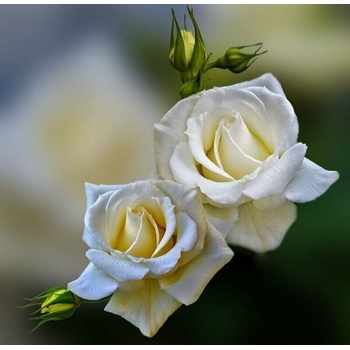 Image 1 of Бели рози 40/40 см