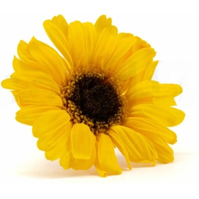 Stabilizované kvety Gerbera - sunflower Kus: 1